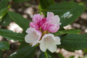 Rhododendron degr. Yakushimanum x veller,r7    